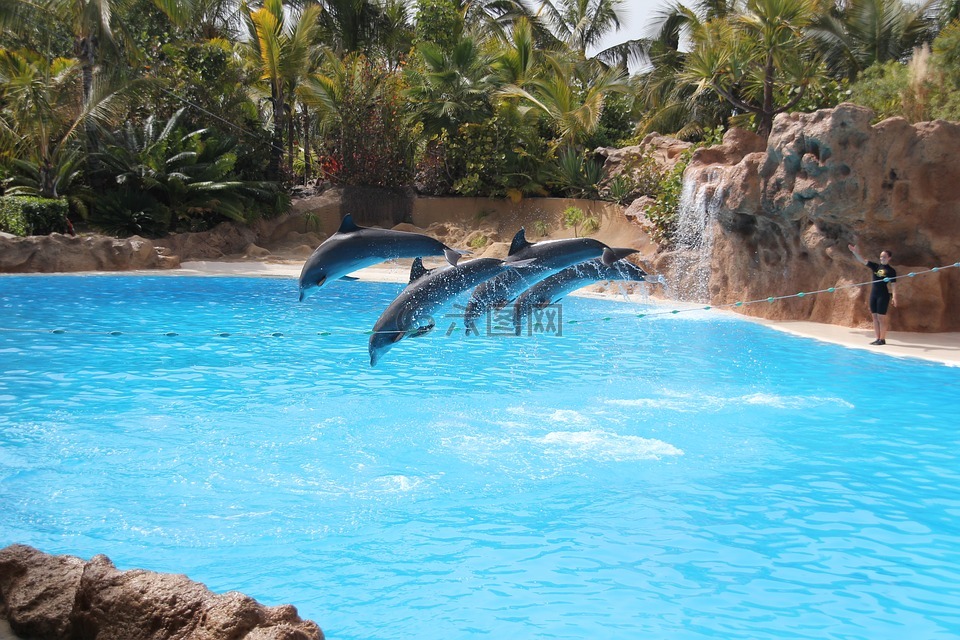 鹦鹉公园,特内里费岛,海豚