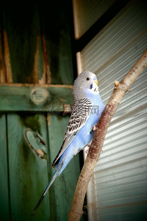 长尾鹦鹉,蓝色,白