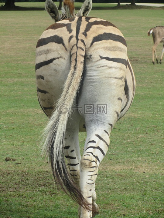 斑马,背后,尾巴