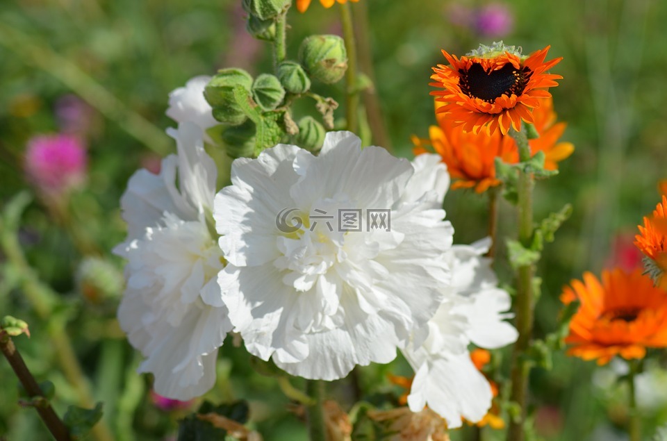 花,白色的花,性质高清图库素材免费下载(图片编号:7566260)