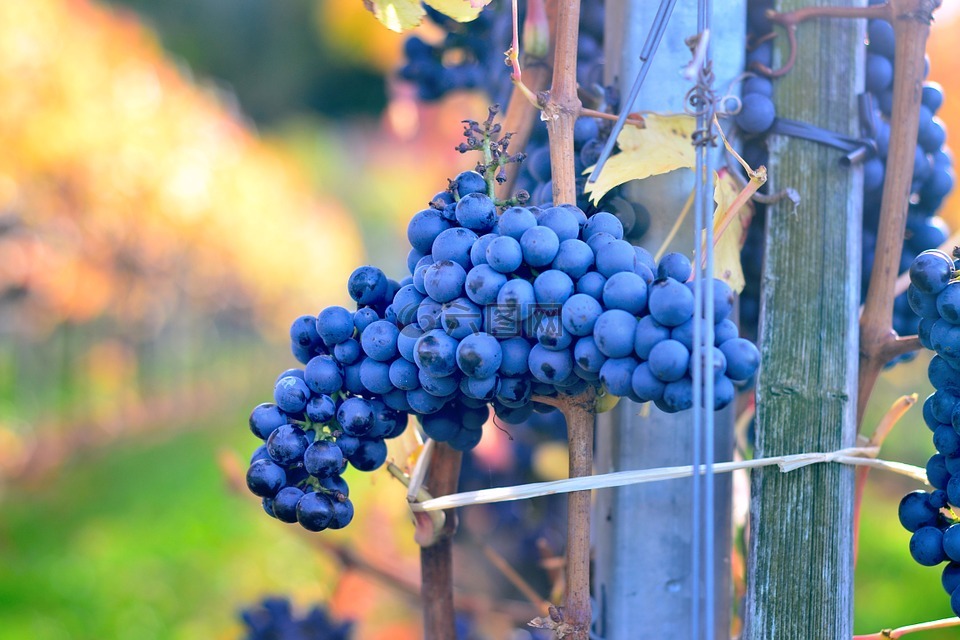 葡萄,蓝色,葡萄栽培技术