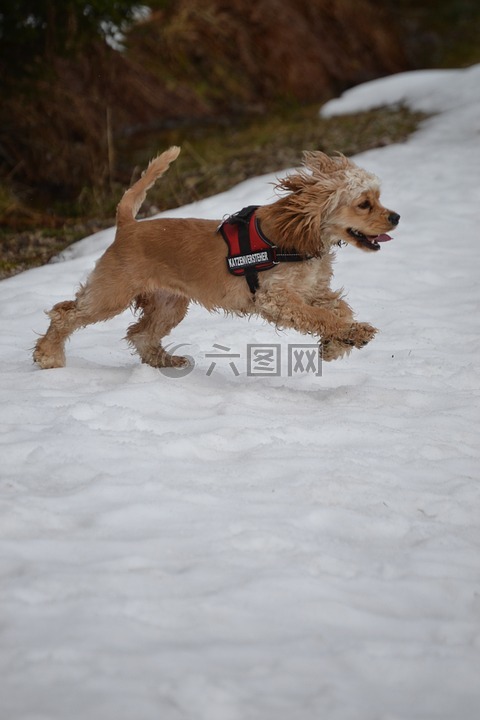 美国可卡,可卡犬,甜