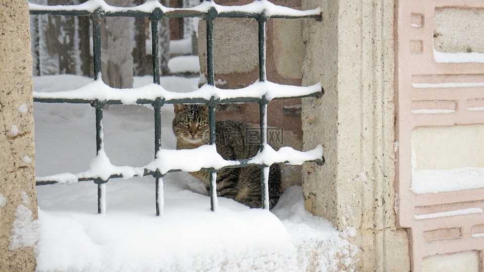 猫,栏杆,雪