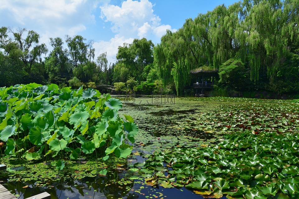 池塘,大韩民国,鲜花
