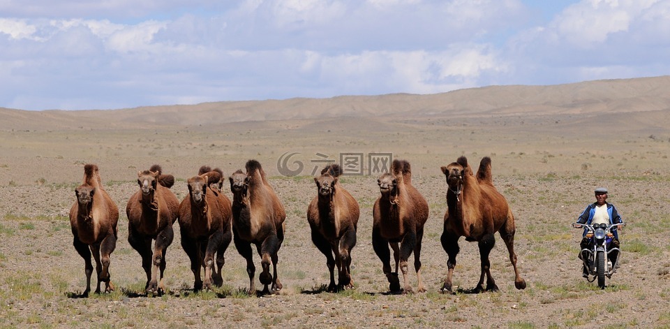蒙古,骆驼,游牧人