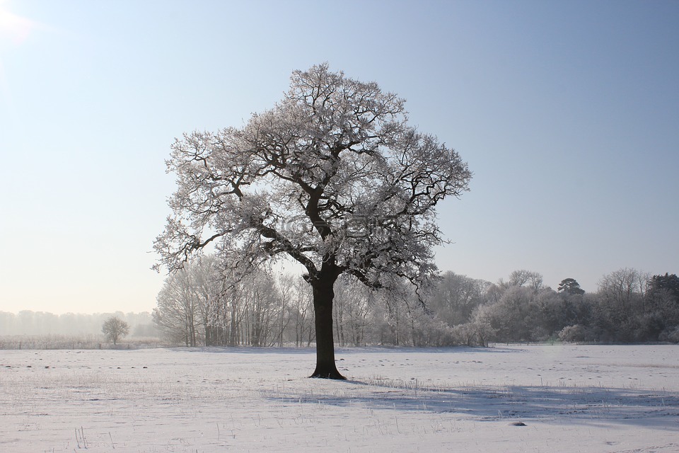 冬天,树,雪
