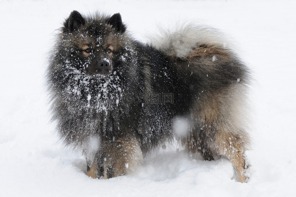 松狮,狗,雪