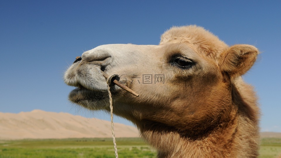 骆驼,蒙古,沙漠