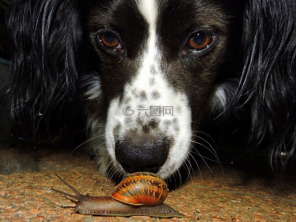狗,蜗牛,观看