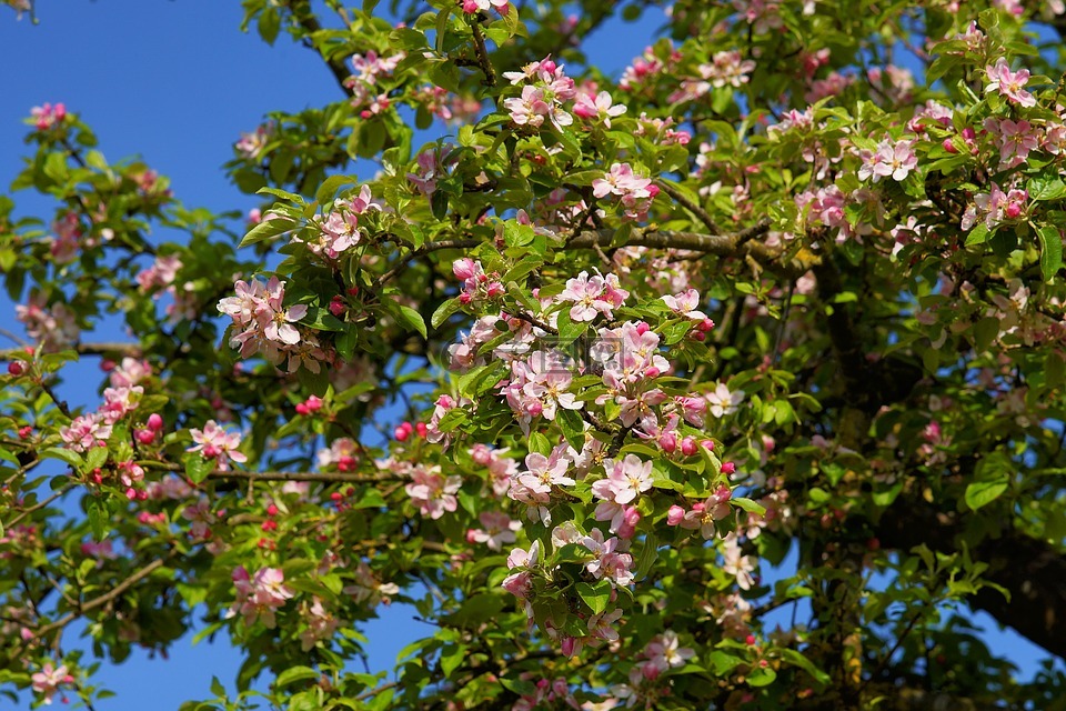 蘋果樹開花,蘋果樹,蘋果花