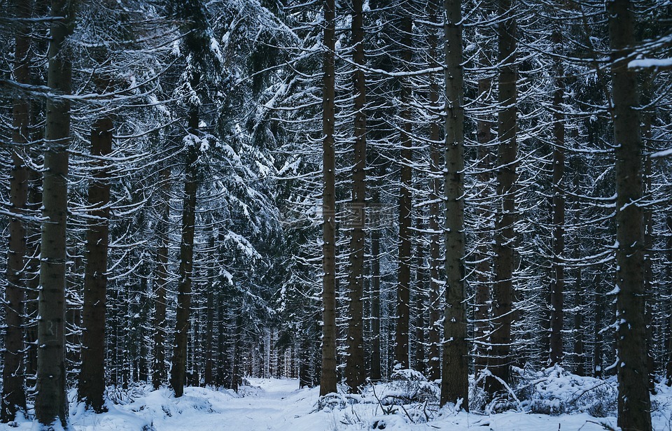 冬天,雪,冬季森林