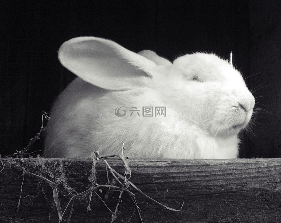 兔子,白,黑色