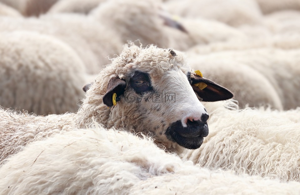 羊,羊群的羊,动物