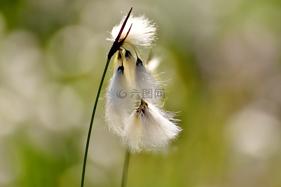 康斯坦斯海滩schmielen,deschampsia棉贪,花