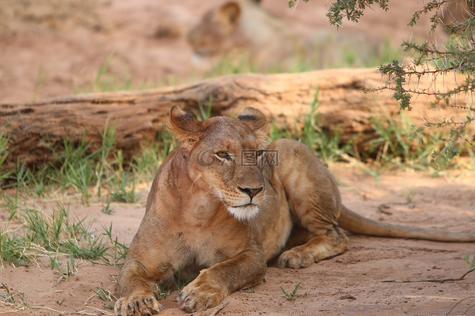 母狮,非洲,性质