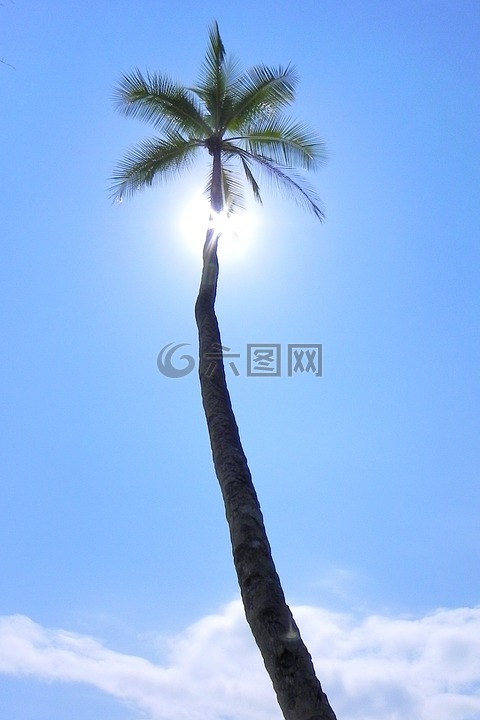 棕榈,热带,对着光