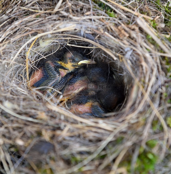 鸟巢,鸟类,幼鸟