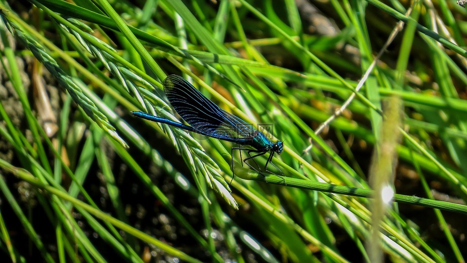 蜻蜓,昆虫,国家保护区塔瓦科纳斯