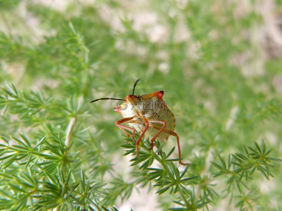 bug,甲壳虫,详细