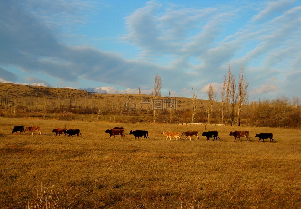 奶牛,动物,景观