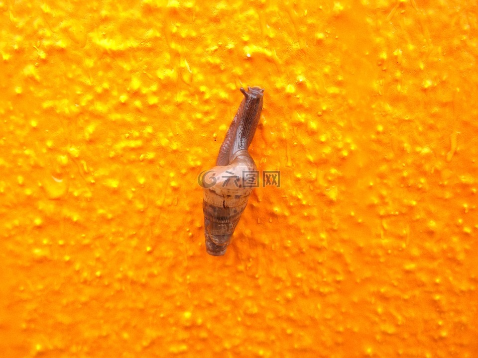 蜗牛,墙,橙色
