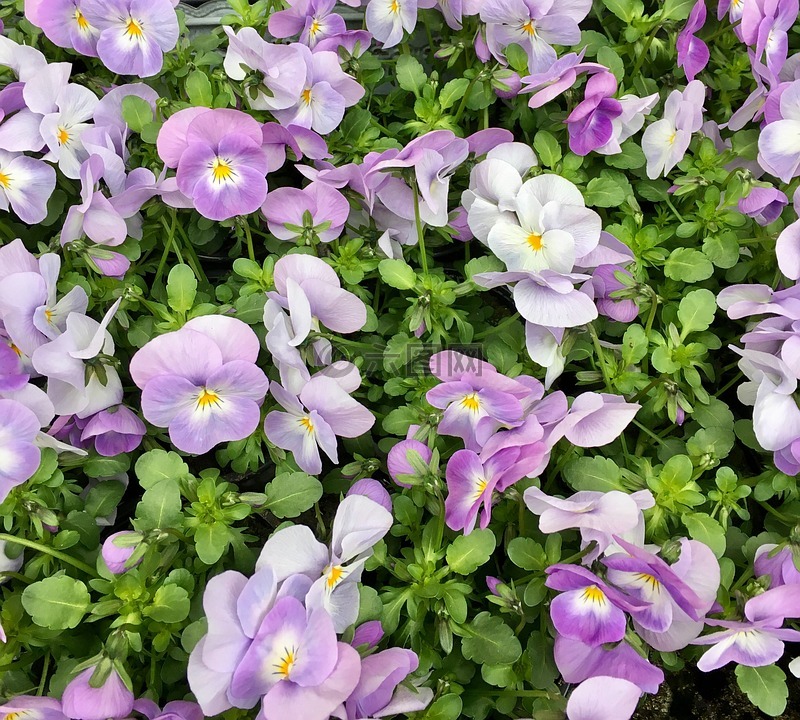 鲜花,三色紫罗兰,种植