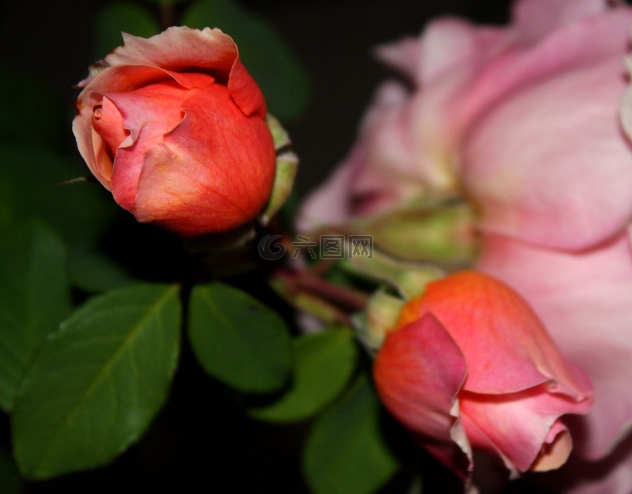 玫瑰花蕾,鲜花,粉红色的花