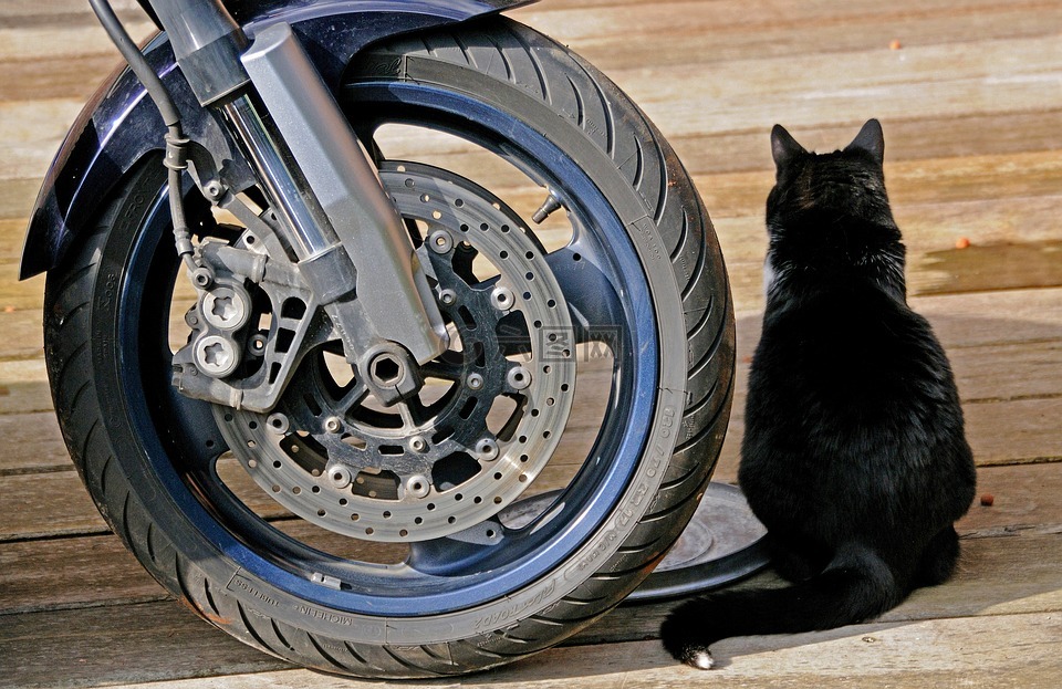 摩托车,车轮,猫