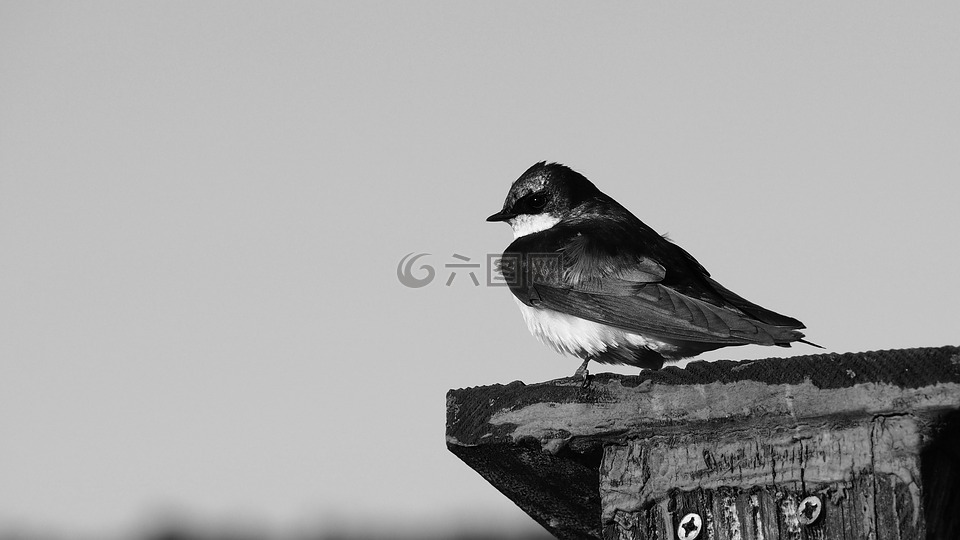鸟,侧剖面,黑色和白色