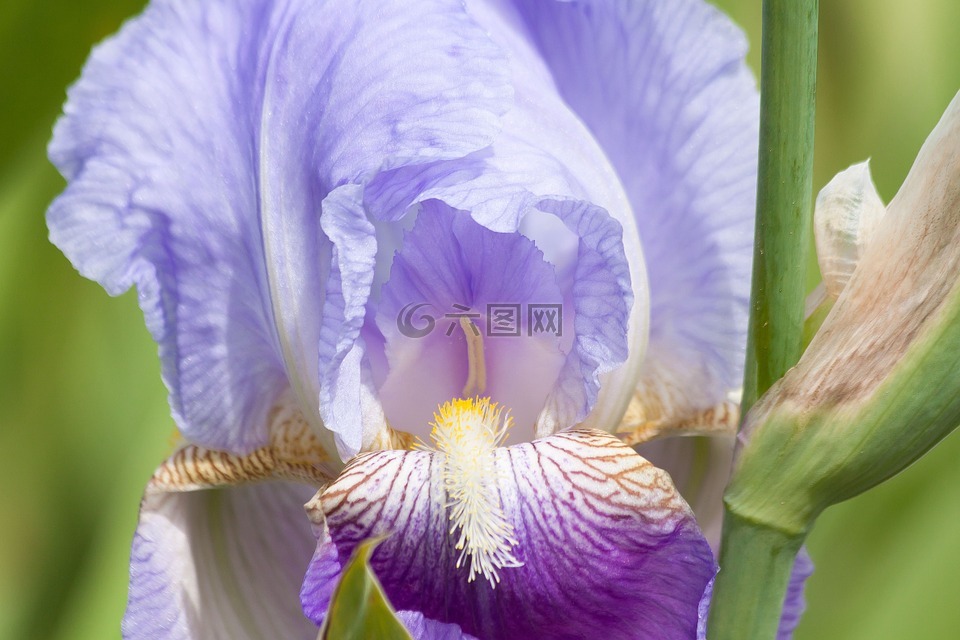 鸢尾花,黄菖蒲,紫