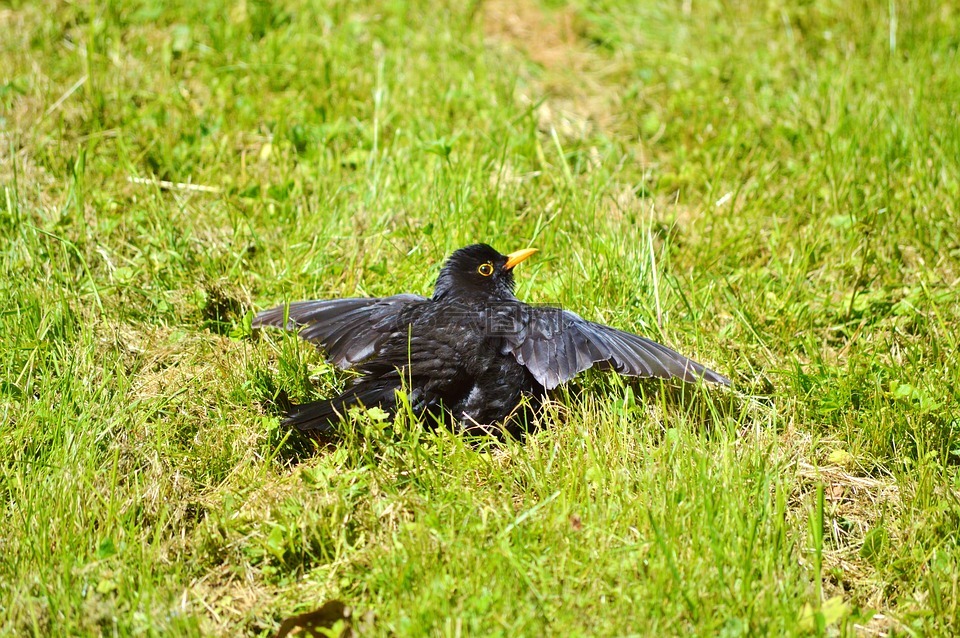 黑鳥,鳥,鳴鳥