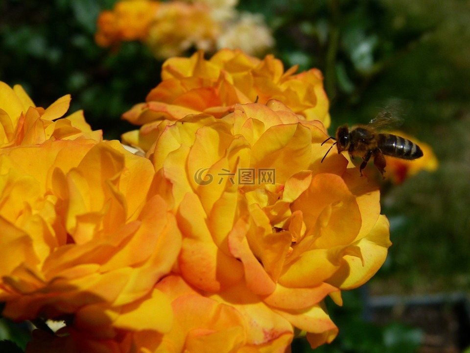 玫瑰,黄色,蜜蜂