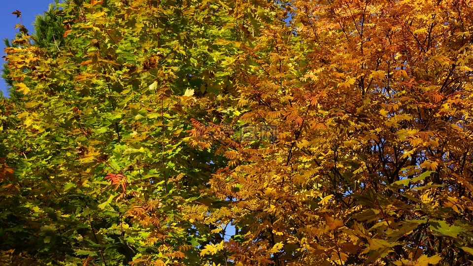 秋,落叶乔木,秋天的颜​​色