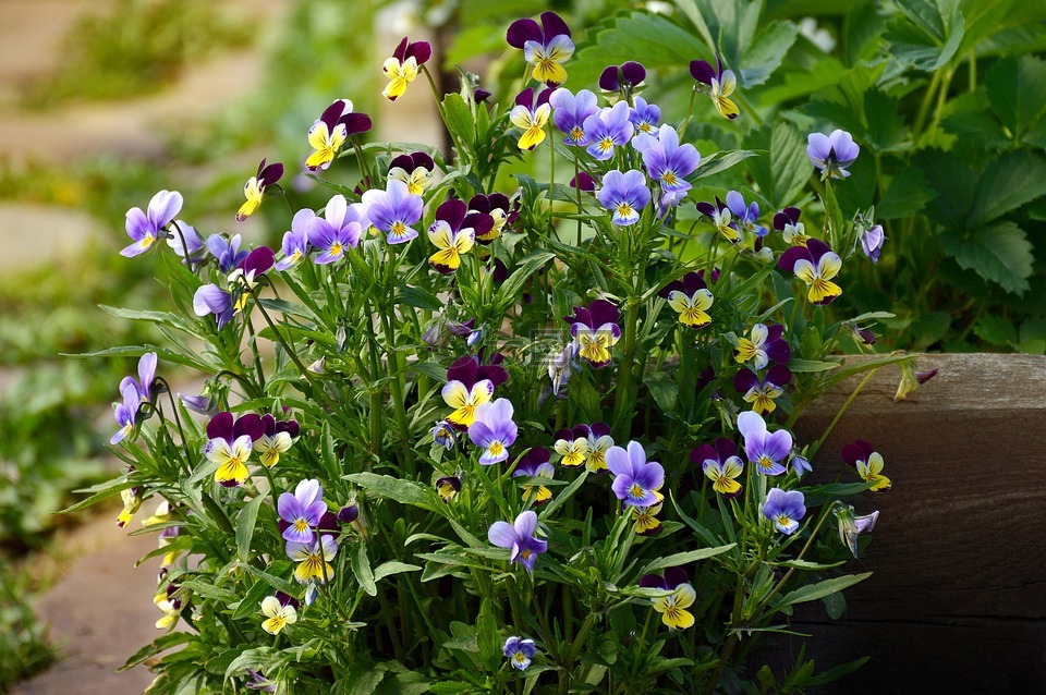 夏季,三色紫罗兰,鲜花