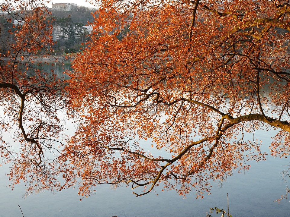 里昂,湖,秋天
