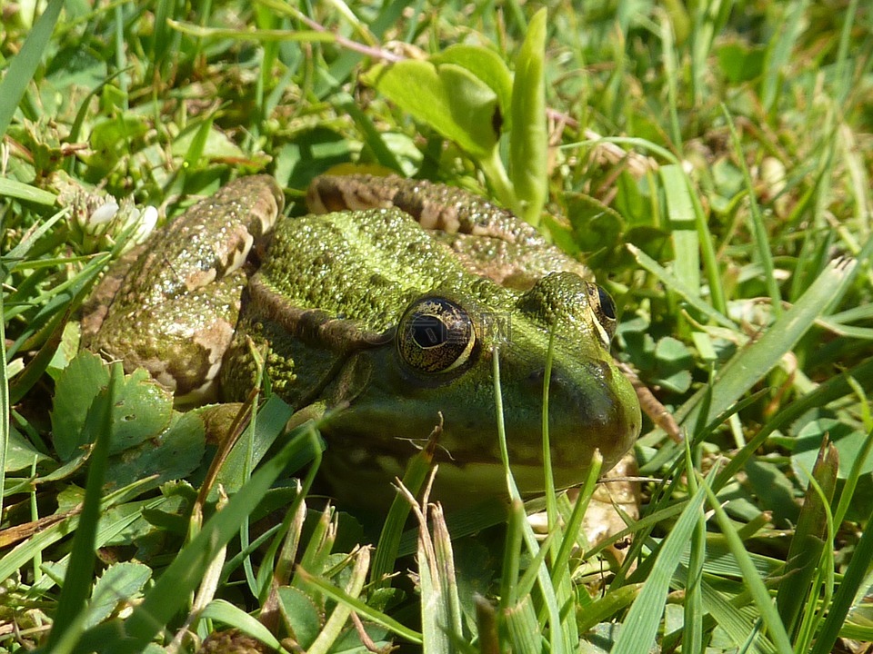 青蛙,绿青蛙,草