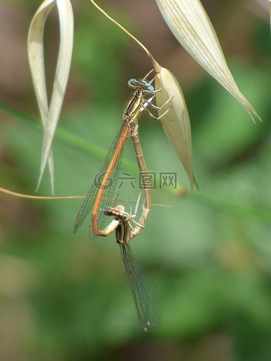 platycnemis镧,蜻蜓,豆娘