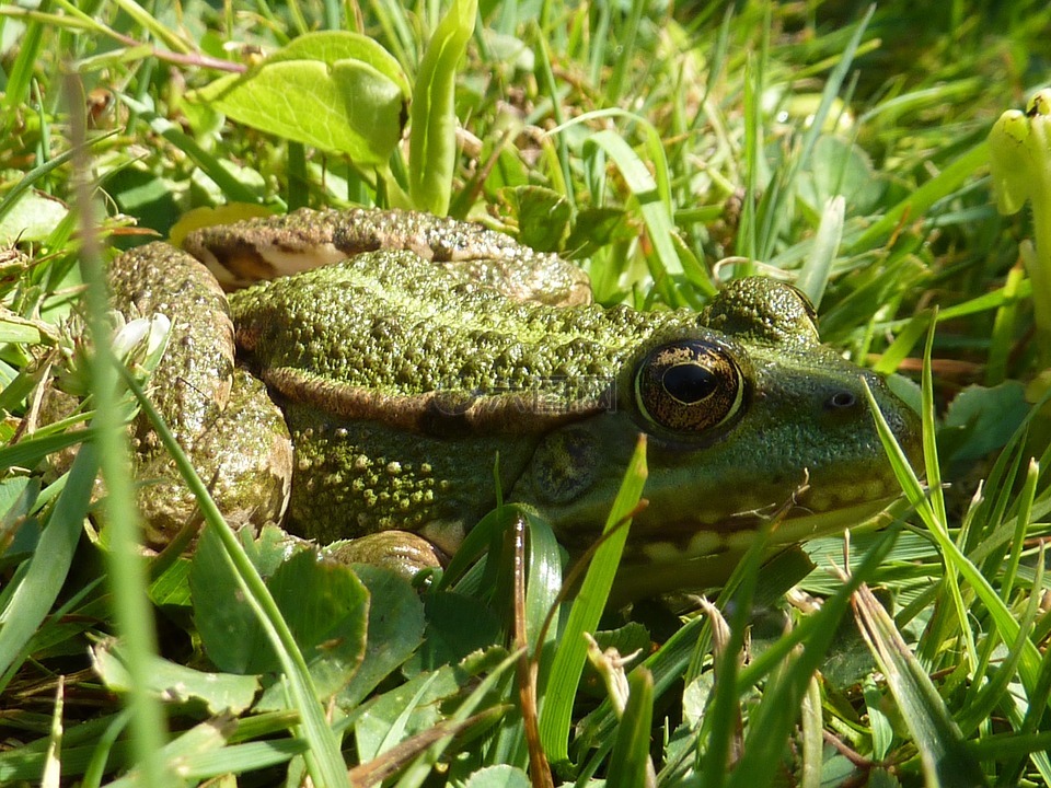 青蛙,绿青蛙,草