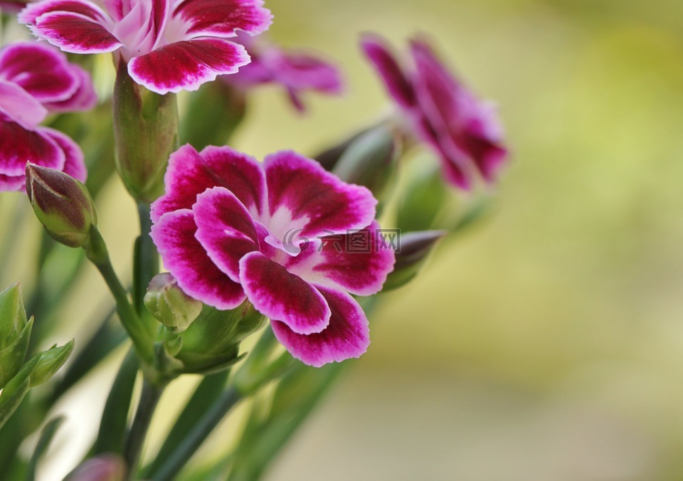 香石竹,开花,花