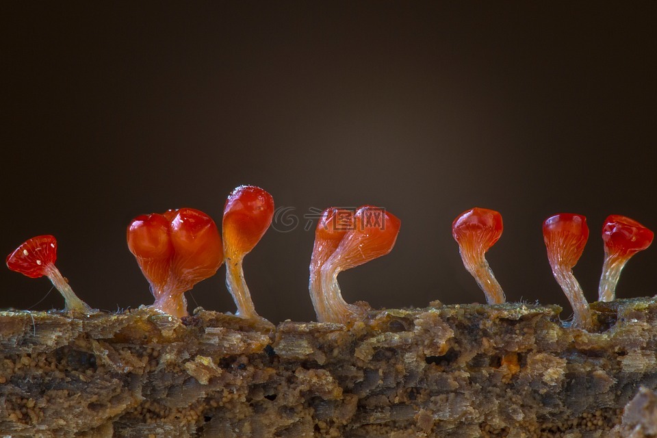 粘菌,trichia糖胶,单细胞生物