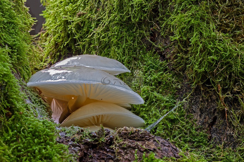 蘑菇,木耳,木材真菌