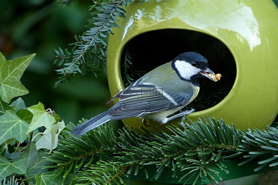 山雀,parus 主要,小小鸟