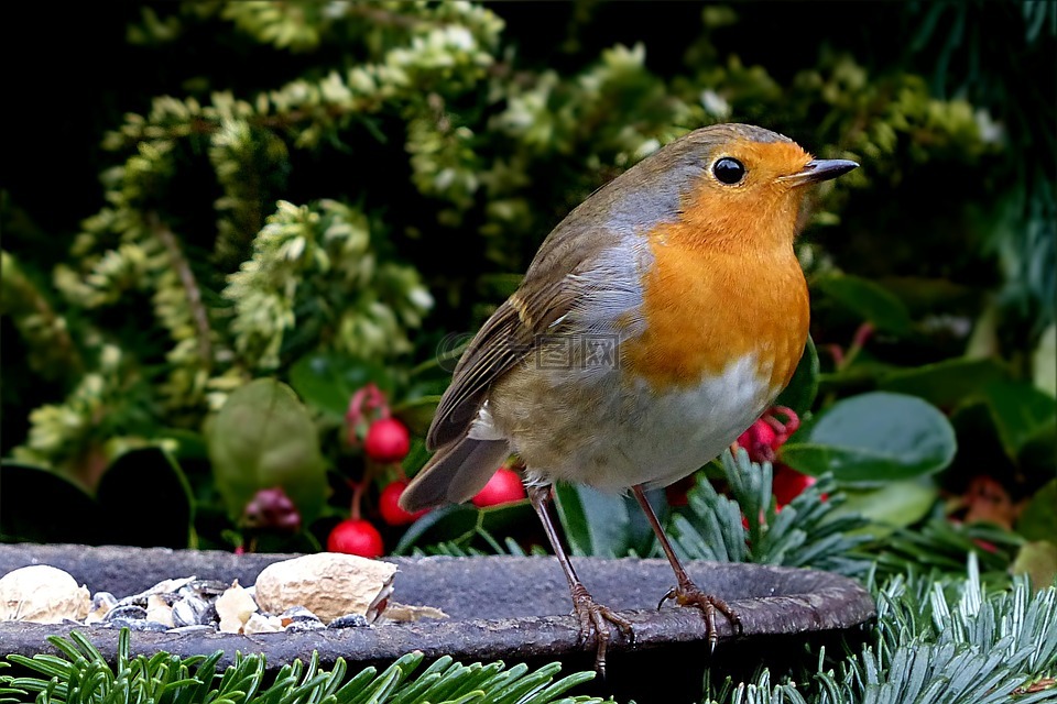 罗宾,erithacus rubecula,小小鸟