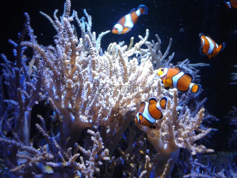 小丑鱼,amphiprioninae,鱼