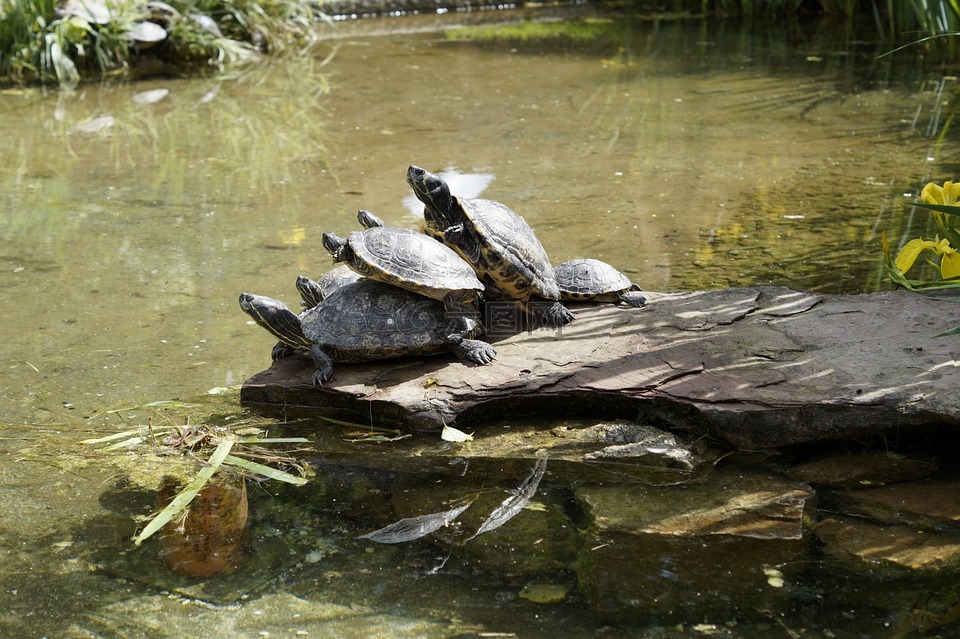 海龟,晒,上水