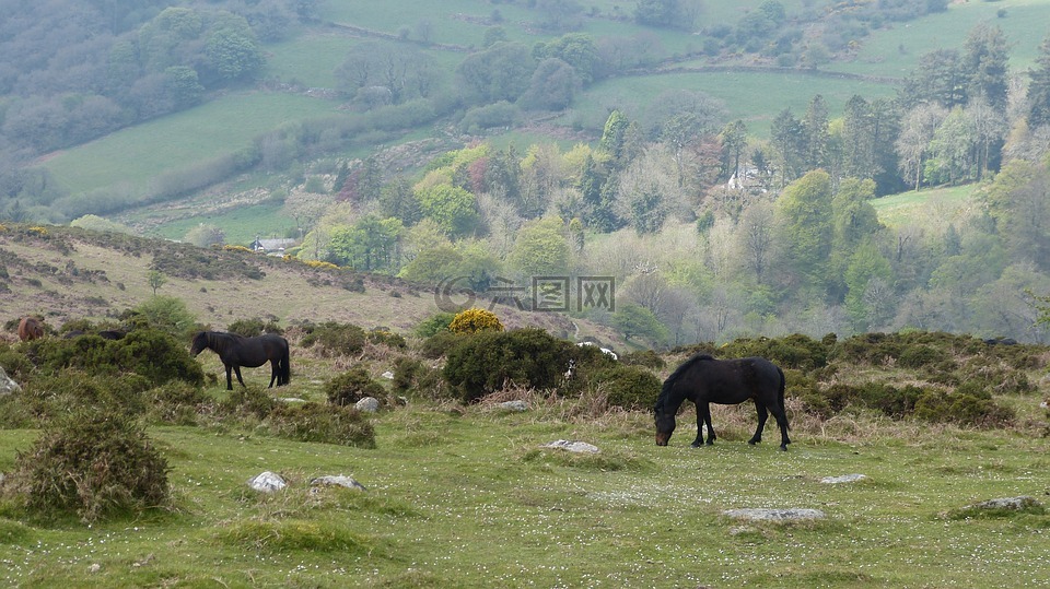 埃克斯穆尔小马,埃克斯穆尔,国家