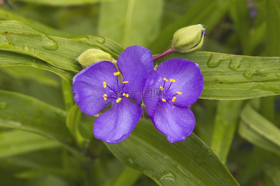 三个主的花,紫露草,神的眼睛