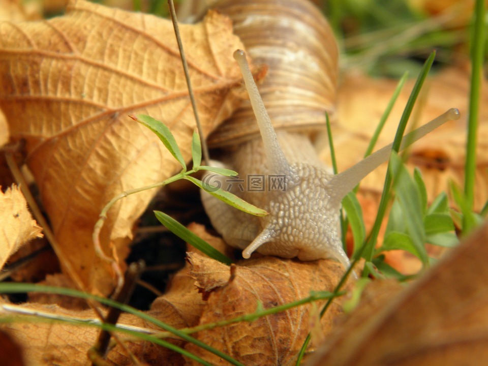 蜗牛,壳,土地蜗牛