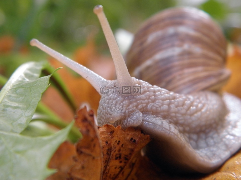 蜗牛壳土地蜗牛