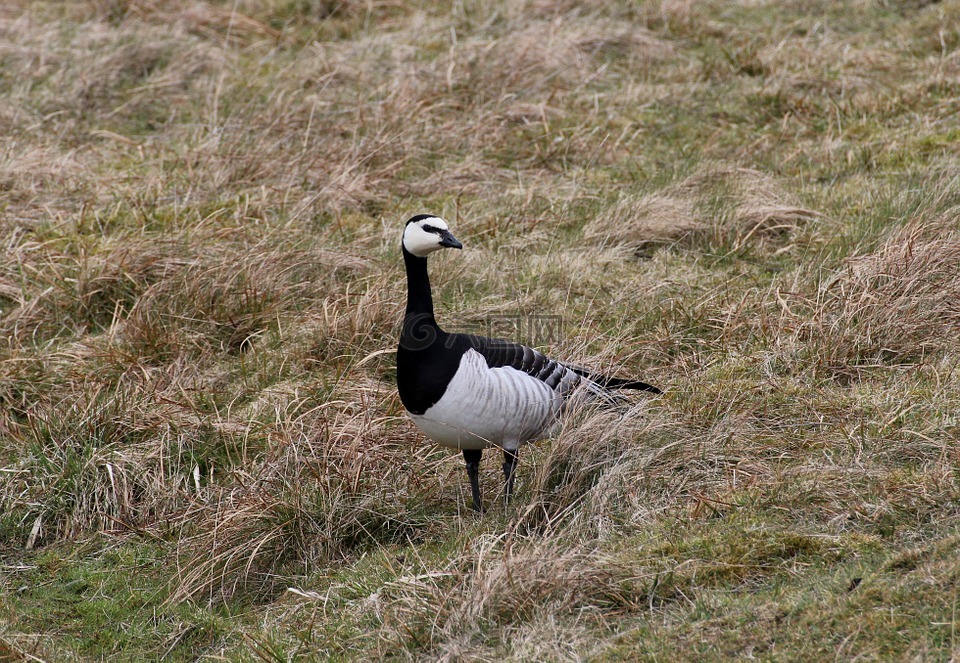 白额黑雁,鹅,branta leucopsis